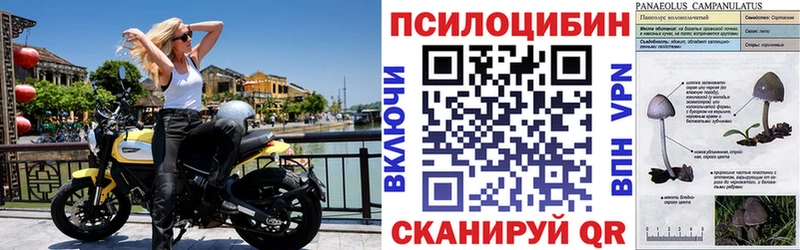 Псилоцибиновые грибы Psilocybine cubensis  Купить  Воскресенск 